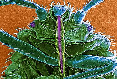 开发工作回到正轨 《黑森林迷踪》宣布年内开启抢先体验